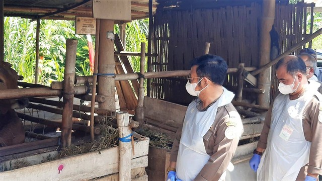 Menteri Pertanian (Mentan) Syahrul Yasin Limpo meninjau kandang sapi di Sukoharjo. FOTO: Fernando Fitusia