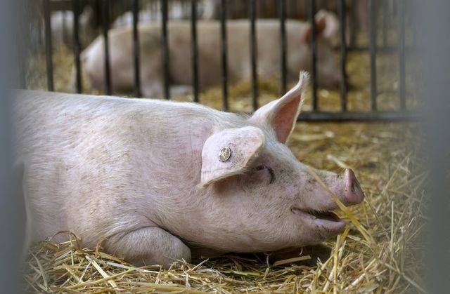 Ilustrasi babi di peternakan. Foto: AFP/Ina Fassbender