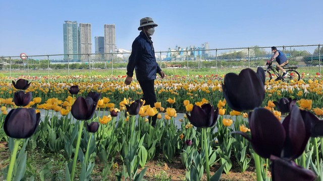 Bunga Tulip di Eungbong Sport Park, Seoul, Korea Selatan. Foto: Khiththati/acehkini