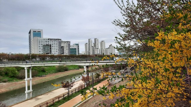 Forsytia Koreana yang tumbuh di tepi sungai di Seoul. Foto: Khiththati/acehkini