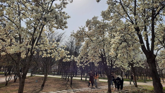 Magnolia di Seoul Forest. Foto: Khiththati/acehkini