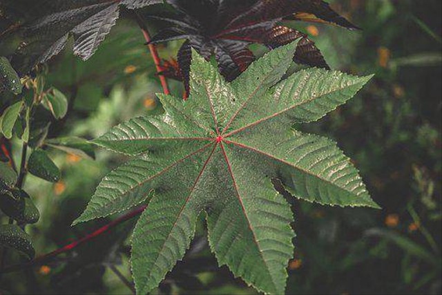 Ilustrasi daun jarak. Foto: pixabay