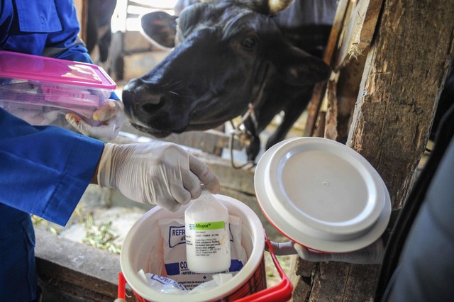 Seorang dokter hewan menyiapkan vaksin penyakit mulut dan kuku (PMK) bagi hewan ternak sapi perah di Cilembu, Kabupaten Sumedang, Jawa Barat, Senin (20/6/2022). Foto: Raisan Al Farisi/Antara Foto