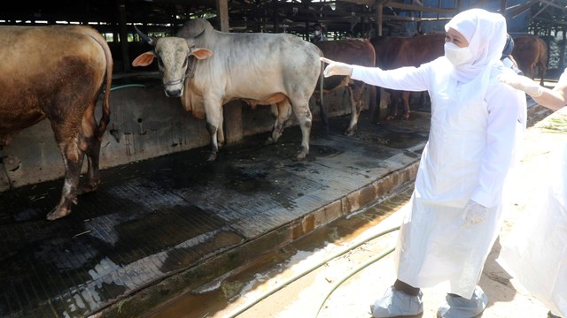 Gubernur Jawa Timur Khofifah Indar Parawansa (kanan) meninjau ketersediaan hewan kurban menjelang Idul Adha di tempat penggemukan sapi, Desa Babatan, Nganjuk, Jawa Timur, Senin (20/6/2022). Foto: Prasetia Fauzani/Antara Foto