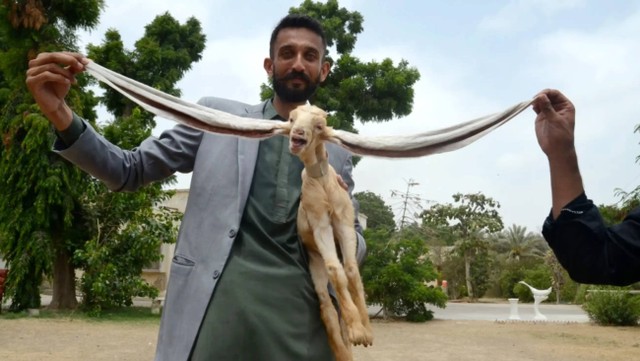 Kambing Simba dari Pakistan yang punya telinga super panjang. Foto: Yousuf Khan/Anadolu Agency via Getty Images