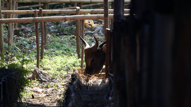 Ilustrasi kandang sapi. Foto: Jamal Ramadhan/kumparan