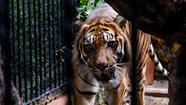 Ilustrasi harimau di dalam kandang. Foto: snapstoria/Shutterstock