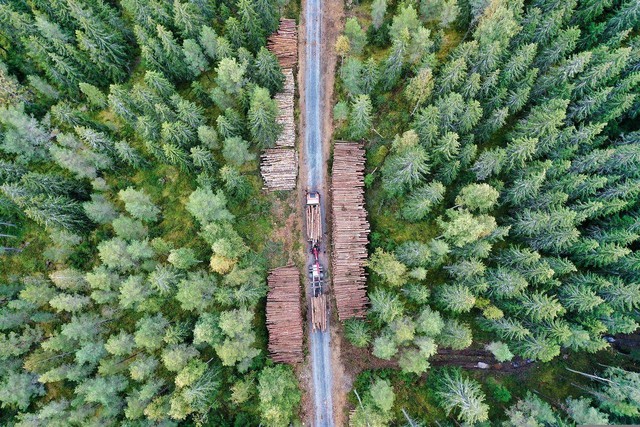 Foto Pembalakan Liar di Kawasan Hutan. Sumber: Pixabay.