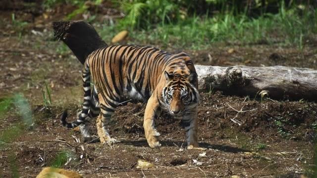lustrasi harimau (Foto: commons wikipedia)