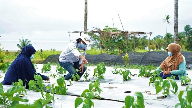 Petani perempuan Desa Kawasi saat dibina pihak HARITA Nickel dalam melakukan perawatan tanaman. Foto: Istimewa