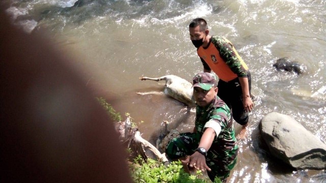 Petugas saat mengevakuasi bangkai kambing yang ditemukan di aliran Kali Serang Dusun Pamotan, Susukan Kabupaten Semarang. Foto: Polres Semarang