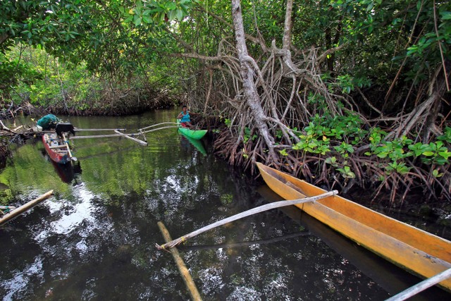Warga Kampung Enggros mencari kayu bakau kering untuk bahan bakar di Hutan Bakau Perempuan, Teluk Youtefa, Jayapura, Papua, Selasa (21/6/2022).  Foto: Gusti Tanati/ANTARA FOTO