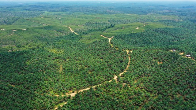 Kebun Sawit di Kabupaten Indragiri Hulu, Provinsi Riau. (Sumber foto: Koleksi Auriga Nusantara)