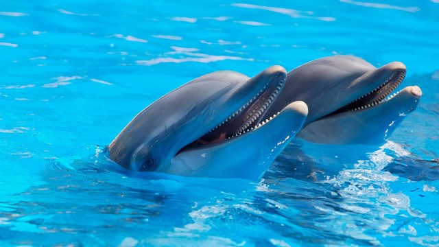 Sumber Foto : https://pixabay.com/photos/dolphins-mammals-animals-1869337/