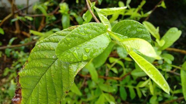Ilustrasi daun jambu biji. Foto: pixabay