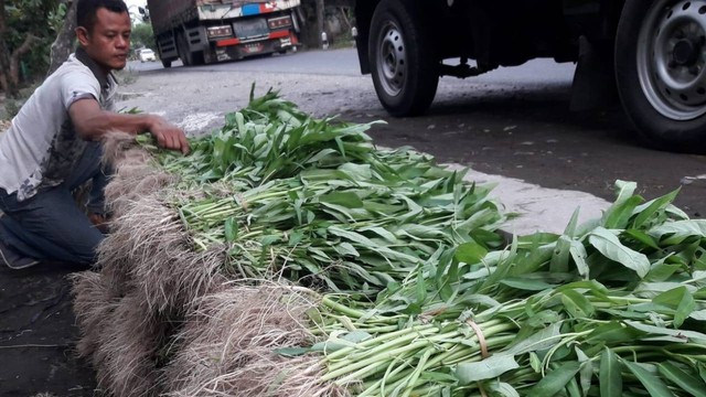 Petani muda di Kulonprogo menjajakan sayur mayur. Foto: Hernawan