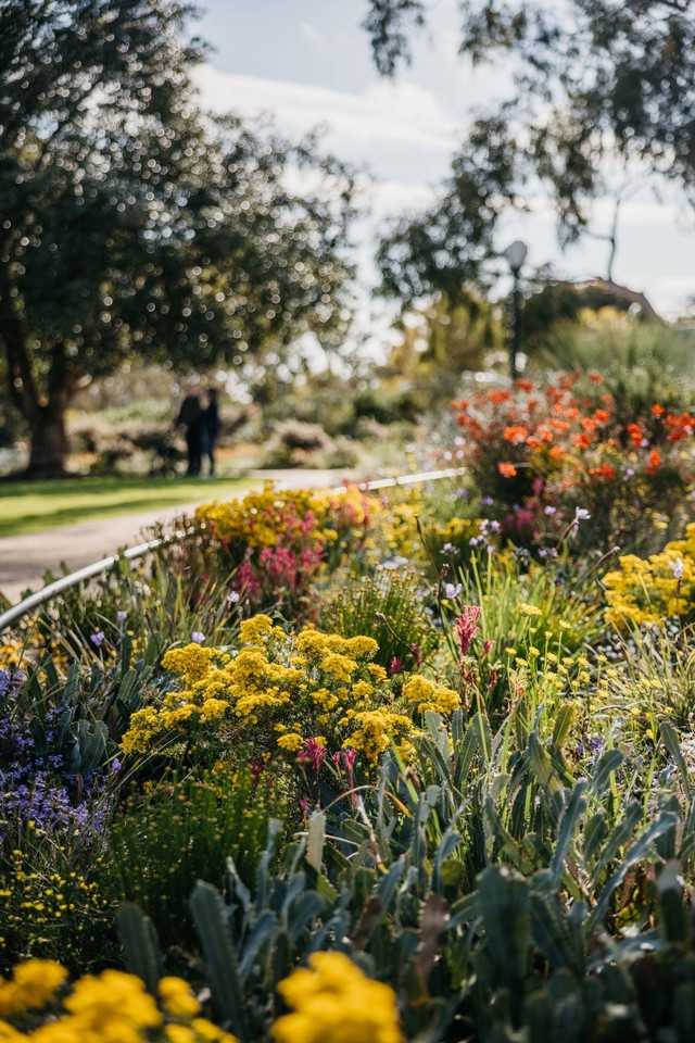 Bunga liar di Kings Park Botanical Garden. Foto: Tourism Western Australia