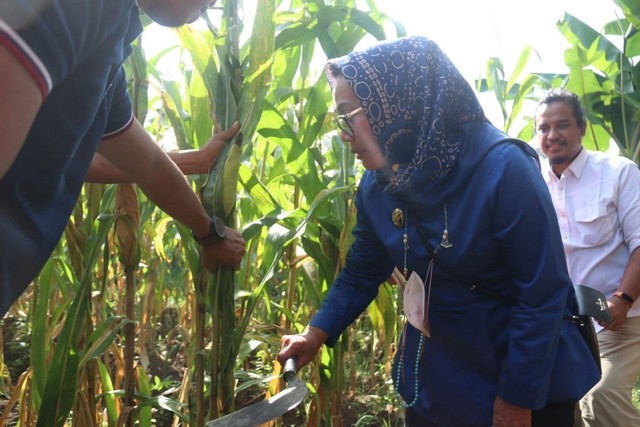 Wakil Wali Kota Cirebon Jawa Barat saat panen perdana jagung yang ditanam di lahan seluas 30 meter dan menggunakan pupuk alami.(Foto: DKIS Kota Cirebon)