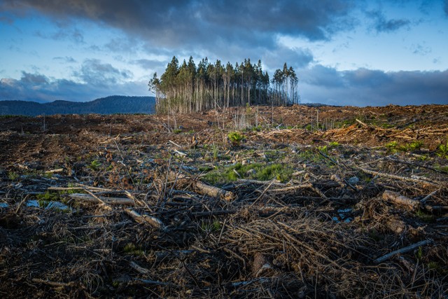 Salah satu penyebab terjadinya perubahan iklim adalah menebang hutan. (dok. Unsplash.com/Matt Palmer)