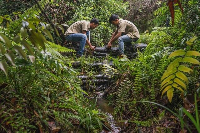 Ilustrasi hutan penghasil oksigen. Foto: dok. RAPP