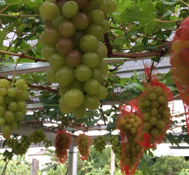 Buah anggur yang tumbuh subur di pekarangan rumah Ajun. Foto: Try Shaskya/Hi!Pontianak