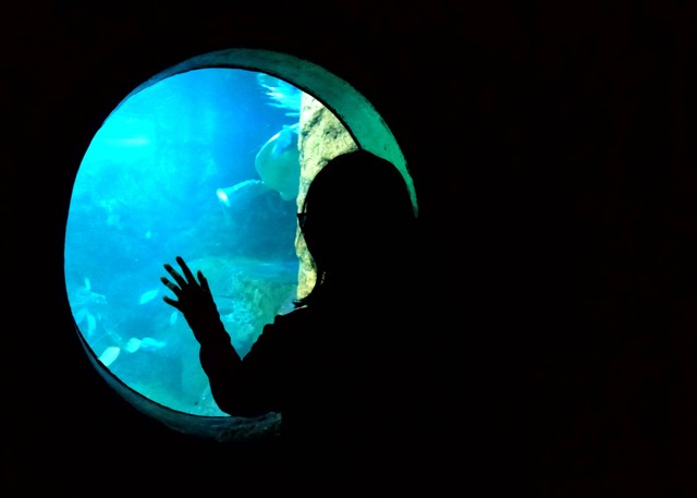 Cek Rute ke Jakarta Aquarium di Sini!, Foto: Unsplash/SeverinusDewanta