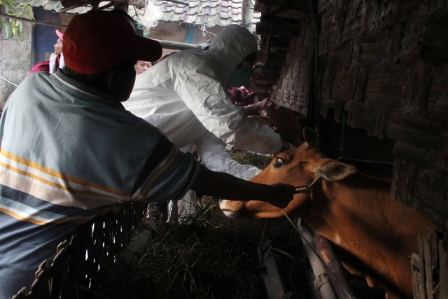 Dokter hewan dari Dinas Peternakan Kabupaten Bangkalan menyuntikkan vaksin penyakit mulut dan kuku (PMK) kepada hewan ternak sapi di Desa Dakiring, Bangkalan, Madura, Jawa Timur, Jumat (24/6/2022).  Foto: Patrik Cahyo Lumintu/ANTARA FOTO