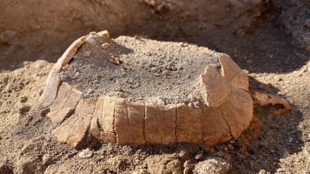 Fosil kura-kura yang ditemukan saat penggalian di situs arkeologi kota Romawi kuno Pompeii, Italia. Foto: Parco Archeologico Pompei/Handout via REUTERS