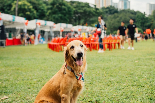 Harga Tiket Masuk Como Park, Foto: Unsplash/Jiawei Chen