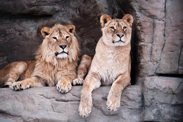 Harga Tiket Masuk Bandung Wildlife Park, Foto: unsplash/Dmitry Chernyshov