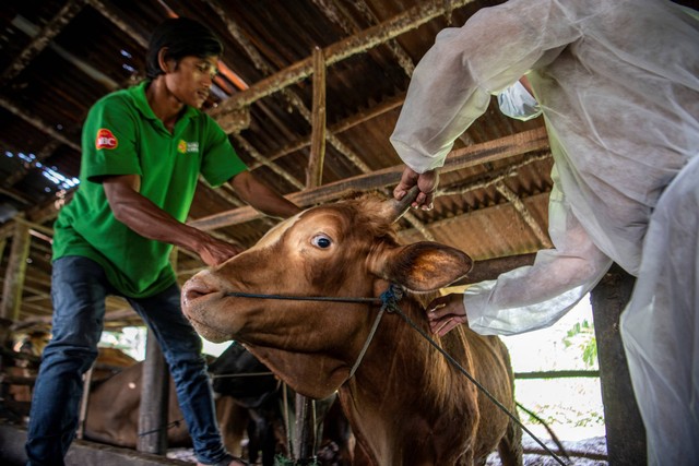 Dokter hewan dari Dinas Peternakan dan Ketahanan Pangan Kota Palembang dibantu peternak menyuntikkan vaksin penyakit mulut dan kuku (PMK) kepada sapi saat Vaksinasi PMK Hewan Ternak di Palembang, Sumatera Selatan, Selasa (28/6/2022). Foto: Nova Wahyudi/ANTARA FOTO