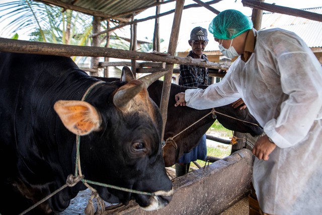 Dokter hewan dari Dinas Peternakan dan Ketahanan Pangan Kota Palembang dibantu peternak menyuntikkan vaksin penyakit mulut dan kuku (PMK) kepada sapi saat Vaksinasi PMK Hewan Ternak di Palembang, Sumatera Selatan, Selasa (28/6/2022). Foto: Nova Wahyudi/ANTARA FOTO