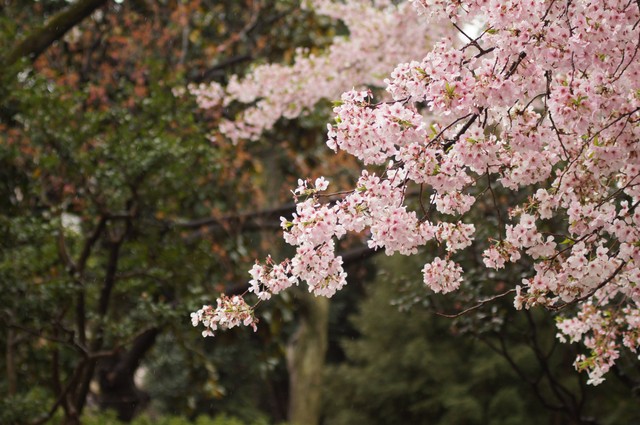 Jam Buka Ueno Park, Foto: Unsplash/Don Kawahigashi.