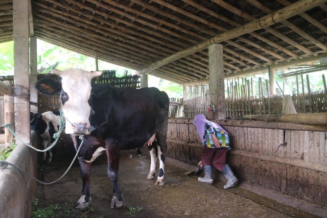 Purwanti (65) warga Desa Sruni, Kecamatan Musuk, Kabupaten Boyolali, sedang mengumpulkan kotoran sapi untuk ditampung di sumur biogas miliknya. Foto: Intan Alliva/kumparan