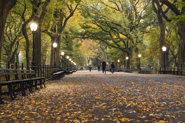 Daya Tarik Central Park di New York, Foto: Unsplash/Andrea Belussi.