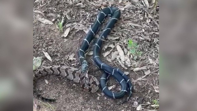 Ular raja sedang berusaha menelan seekor ular kayu yang ukurannya lebih besar darinya. Foto: Facebook/@Wildlife Resources Division - Georgia DNR