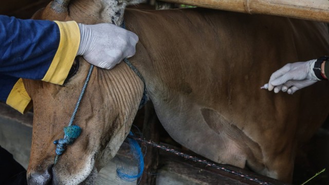 Petugas pusat kesehatan hewan (Puskeswan) menyuntikkan vaksin penyakit mulut dan kuku (PMK) ke hewan ternak sapi di kawasan Jalan Bangaris, Palangka Raya, Kalimantan Tengah, Rabu (29/6/2022). Foto: Makna Zaezar/ANTARA FOTO