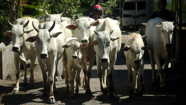 Warga menggiring sapi usai penyuntikkan vaksin penyakit mulut dan kuku (PMK) kepada hewan ternak sapi di Desa Dukuh Tengah, Margasari, Kabupaten Tegal, Jawa Tengah, Rabu (29/6/2022). Foto: Oky Lukmansyah/ANTARA FOTO