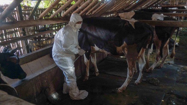 Petugas bersiap menyuntikkan vaksin penyakit mulut dan kuku (PMK) di salah satu sapi milik warga di Pekalongan, Jawa Tengah, Rabu (29/6/2022). Foto: Harviyan Perdana Putra/ANTARA FOTO
