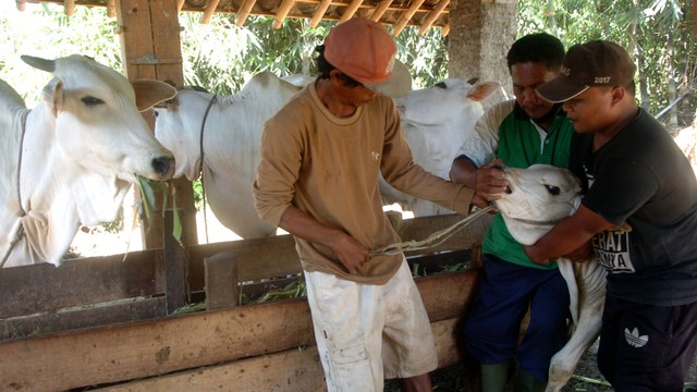 Petugas bersiap menyuntikkan vaksin penyakit mulut dan kuku (PMK) kepada hewan ternak sapi di Desa Dukuh Tengah, Margasari, Kabupaten Tegal, Jawa Tengah, Rabu (29/6/2022). Foto: Oky Lukmansyah/ANTARA FOTO