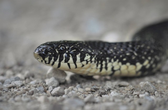 Ilustrasi ular raja timur. Foto: Shutterstock