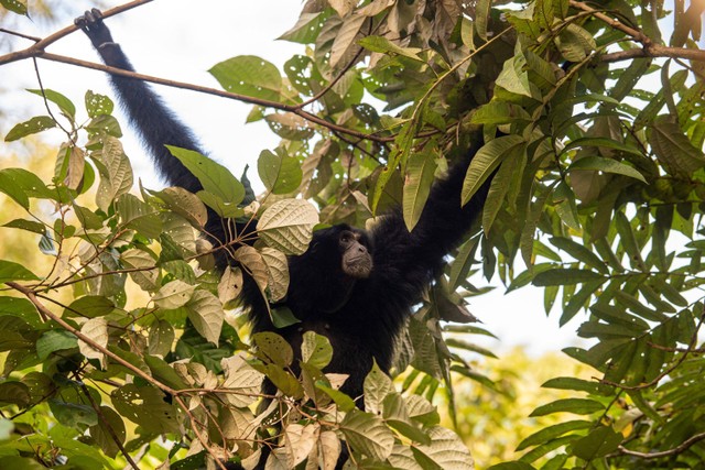 Foto: BKSDA Sumsel Melepasliarkan Siamang hingga Binturong ke SM Dangku |  kumparan.com
