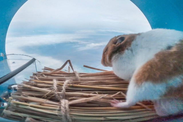 Hamster yang berhasil terbang ke stratosfer Bumi. Foto: Iwaya Giken