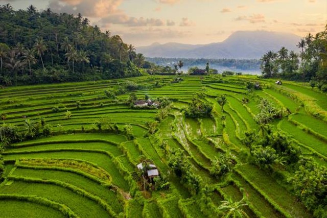 Lokasi dan Jam Buka Sawah Terasering Ubud Bal, Foto: Unsplash.