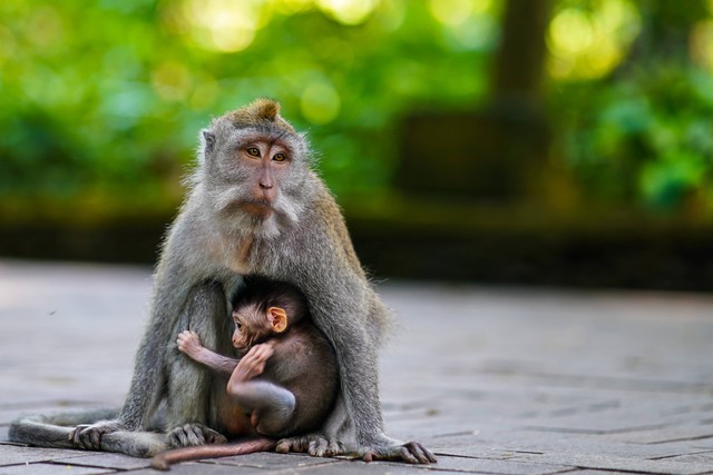 Harga Tiket Masuk Ubud Monkey Forest Terbaru 2022, Foto: Unsplash/Mathis Jrdl