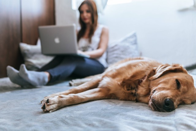 Rekomendasi Hotel yang Boleh Bawa Anjing, Foto: unsplash/BRUNO EMMANUELLE