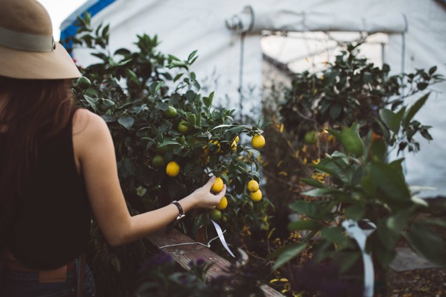 Wisata Petik Buah di Bandung, Foto: unsplash/Brooke Cagle