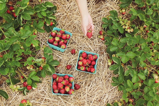 rekomendasi wisata petik buah di bandung/foto ini hanya ilustrasi buka tempat aslinya/sumber foto : unsplash/farsai chaikulngamdee.