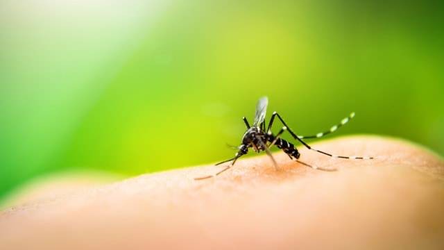 Ilustrasi nyamuk yang menularkan virus zika pada manusia. Foto: Pixabay