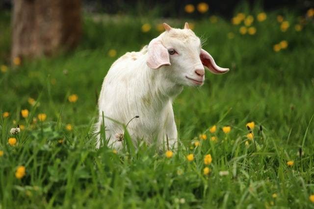 Harga kambing kurban 2022 Bandung. Sumber: unsplash.com